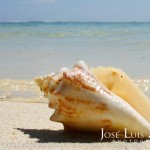 Conch-Beach-Sea-Caribbean-Ambergris-Caye-Belize-Jose-Luis-Zapata-Photography Sometimes you encounter pretty conchs like these while strolling on the beach :). © 2011 Jose Luis Zapata Photography.