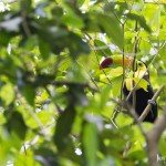 Keel Bill Toucan, National Bird of Belize.