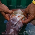 Huge Squid caught by Freddie Gonzalez Sr. near a Sea Wall in San Pedro Town