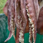 Huge Squid caught by Freddie Gonzalez Sr. near a Sea Wall in San Pedro Town