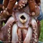 Huge Squid caught by Freddie Gonzalez Sr. near a Sea Wall in San Pedro Town