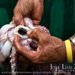 Huge Squid caught by Freddie Gonzalez Sr. near a Sea Wall in San Pedro Town