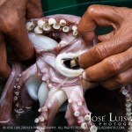 Huge Squid caught by Freddie Gonzalez Sr. near a Sea Wall in San Pedro Town