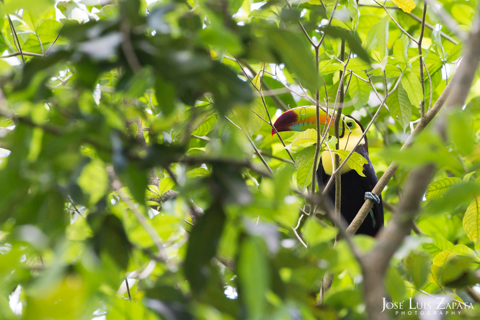 Keel Bill Toucan, National Bird of Belize.